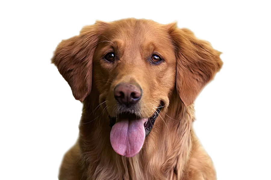 Inverness Dog Trainers Inverness Dog Trainers