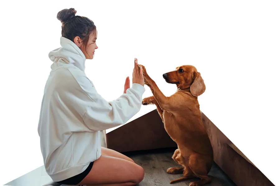 One to One Dog Training Inverness One to One Dog Training Inverness