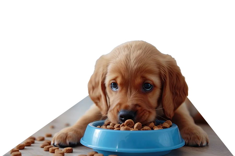 Puppy Trainers Highlands Puppy Trainers Highlands