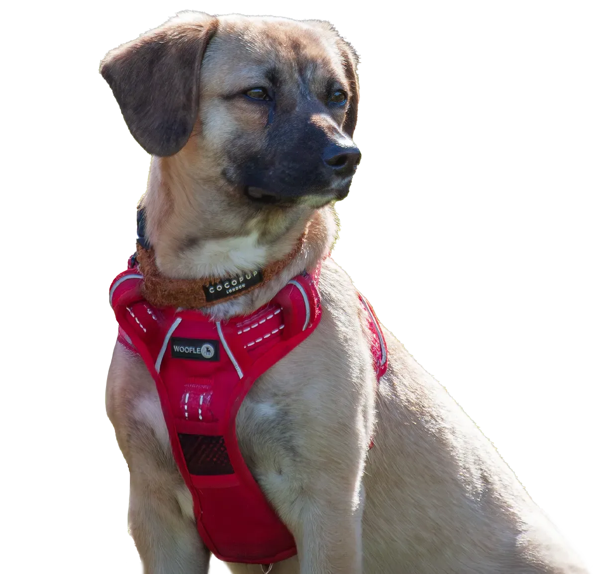 Dog Training Inverness Highland