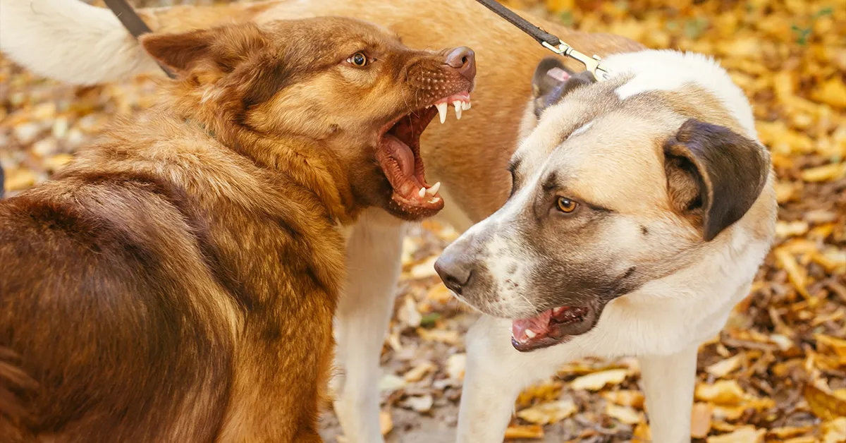 Dog Behaviour Help Inverness