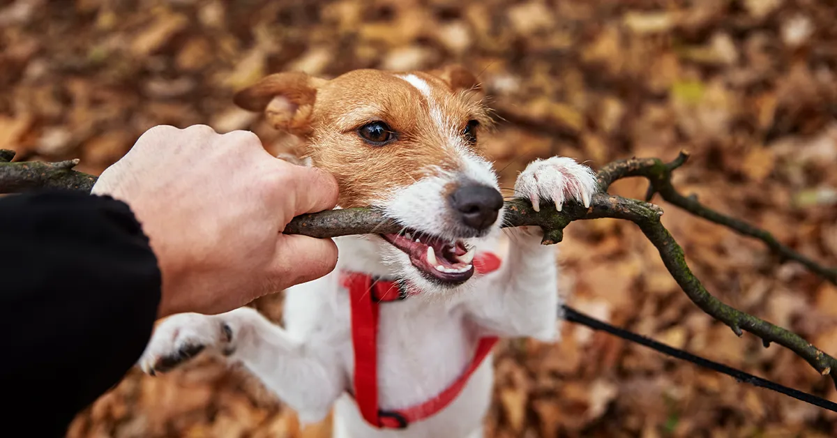 Dog Behaviour Help Inverness