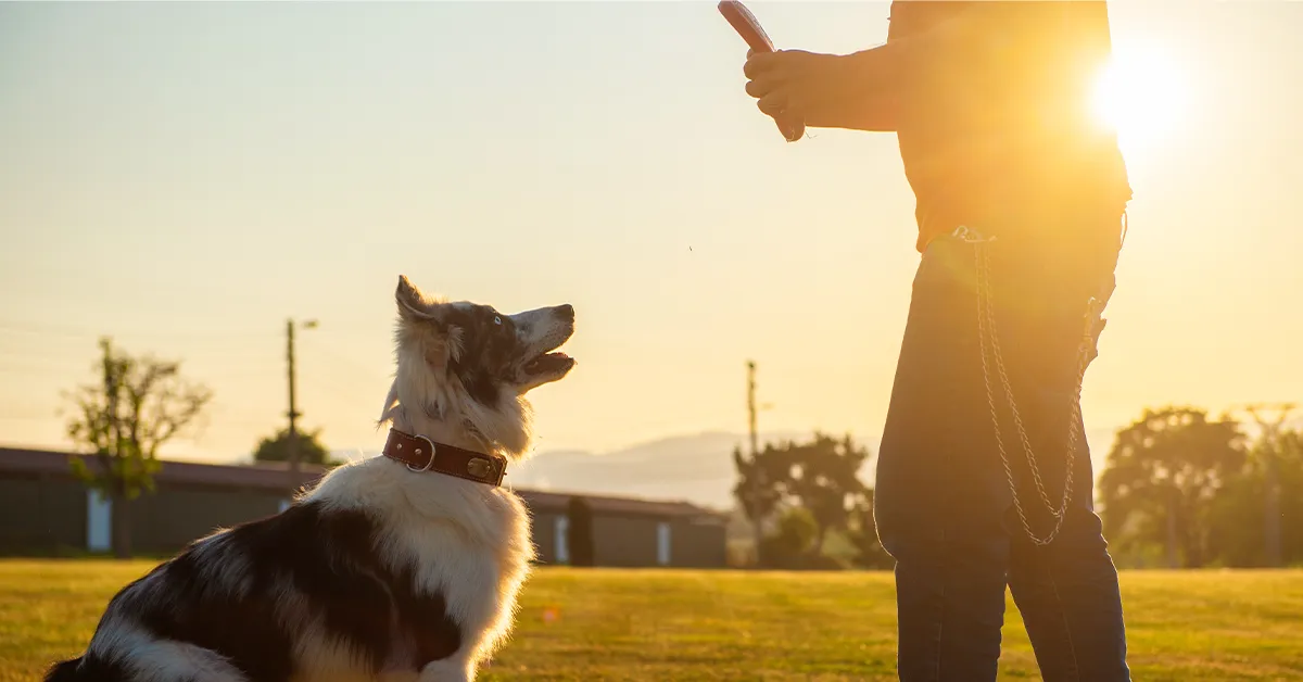 Dog Trainer Inverness