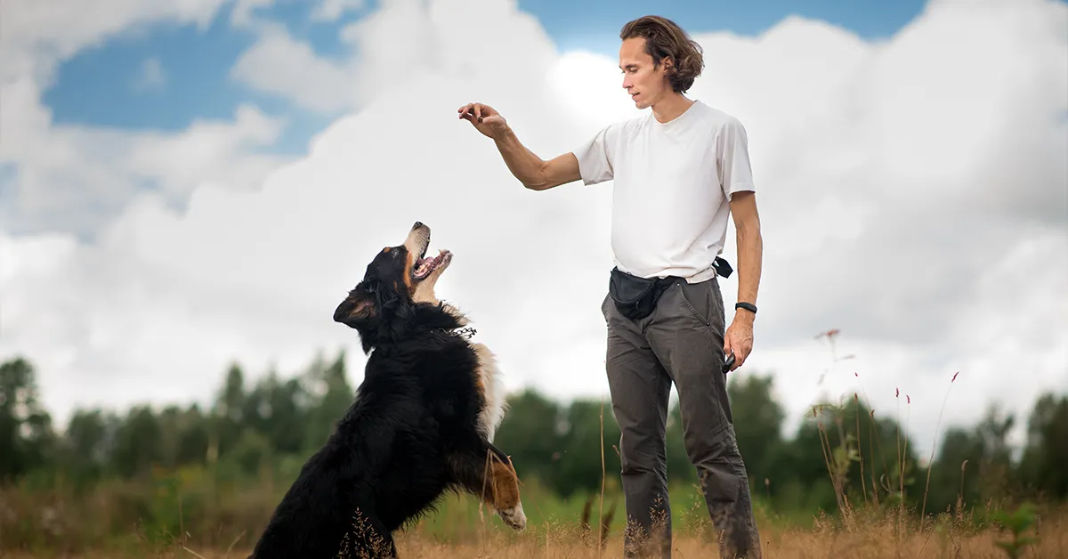 Dog Training Inverness