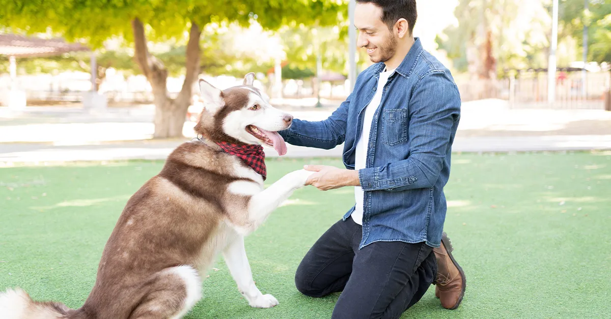 Dog Training Inverness