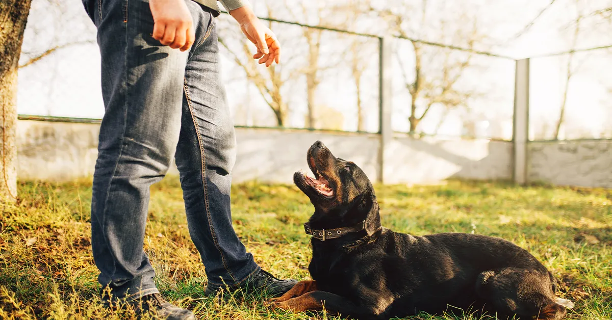 Highland Dog Training