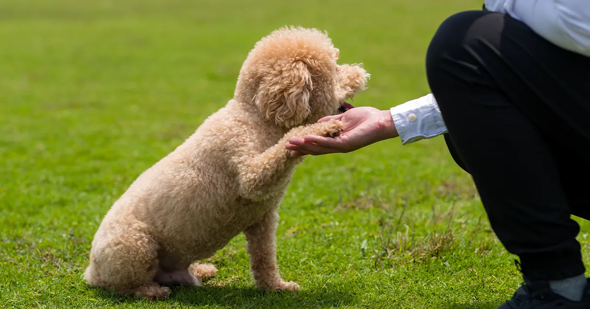 Puppy Classes Inverness