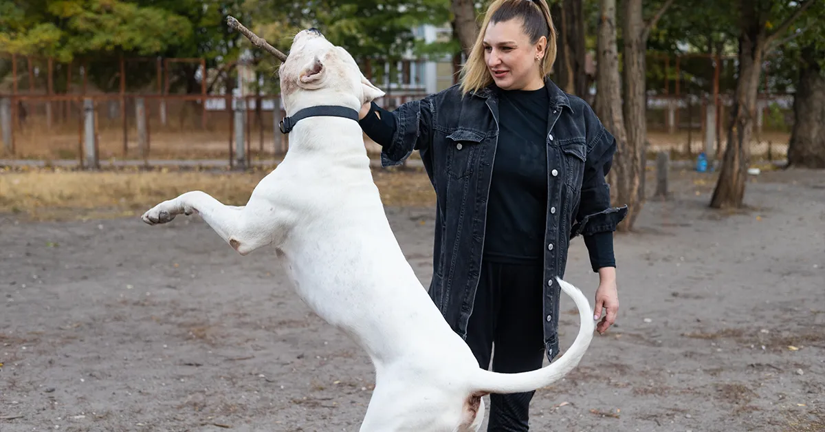 1 to 1 dog training Inverness