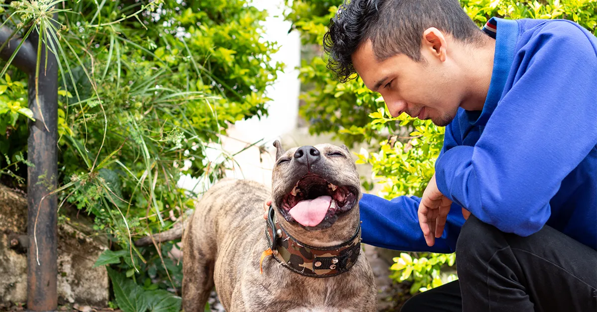 one to one dog training Inverness